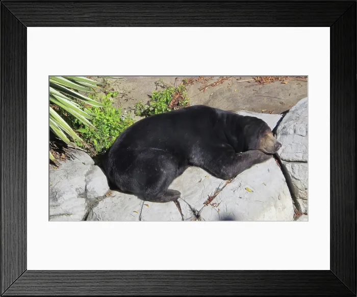 Framed Print : Sun Bear, Zoo Tampa, United States of America Framed Print : Sun Bear, Zoo Tampa, United States of America