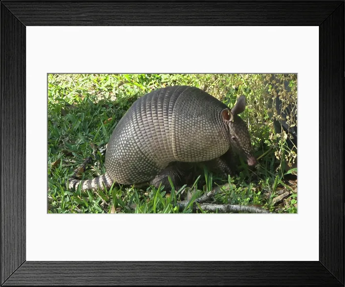 Framed Print : Armadillo, United States of America Framed Print : Armadillo, United States of America