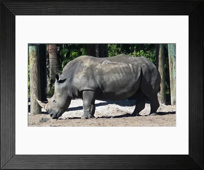 Framed Print : Southern White Rhino, Tampa Zoo, United States of America Framed Print : Southern White Rhino, Tampa Zoo, United States of America