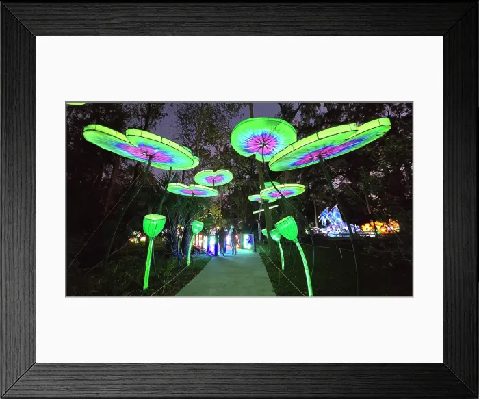 Framed Print : Asian Lantern Festival, Central Florida Zoo, United States of America Framed Print : Asian Lantern Festival, Central Florida Zoo, United States of America