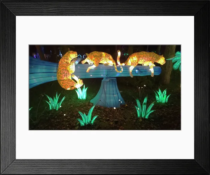 Framed Print : Asian Lantern Festival, Central Florida Zoo, United States of America Framed Print : Asian Lantern Festival, Central Florida Zoo, United States of America