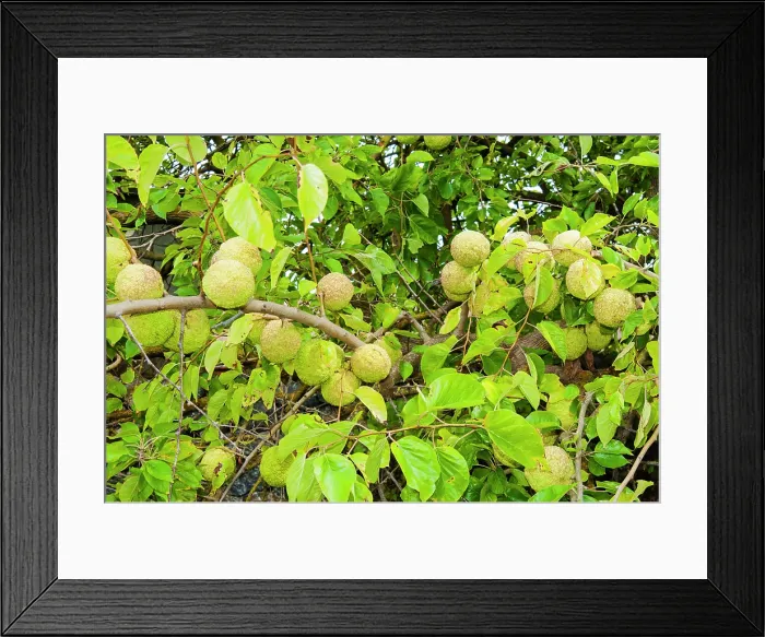 Framed Print : Maclura pomifera or Osage orange or hedge apple, Capalbio, Province of Grosseto, Tuscany, Italy Framed Print : Maclura pomifera or Osage orange or hedge apple, Capalbio, Province of Grosseto, Tuscany, Italy