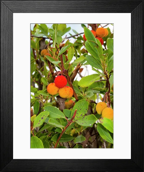 Framed Print : strawberry tree, Arbutus unedo, Orbetello, Province of Grosseto, Tuscany, Italy Framed Print : strawberry tree, Arbutus unedo, Orbetello, Province of Grosseto, Tuscany, Italy