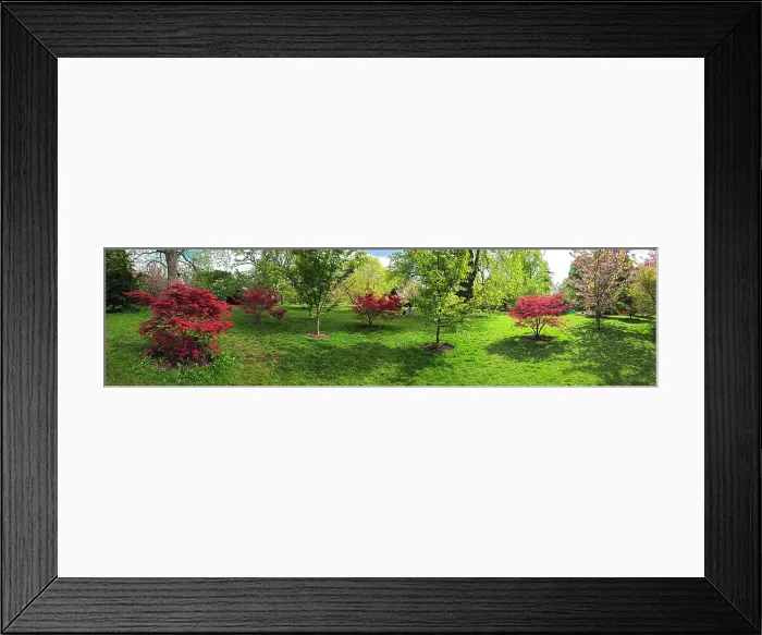 Framed Print : Azaleas, Kew Gardens, United Kingdom Framed Print : Azaleas, Kew Gardens, United Kingdom