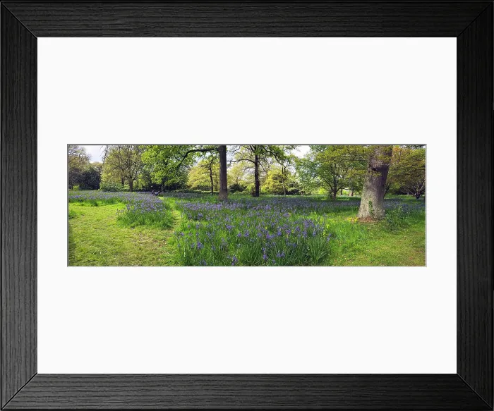 Framed Print : Camassia Flowers, Kew Gardens, United Kingdom Framed Print : Camassia Flowers, Kew Gardens, United Kingdom
