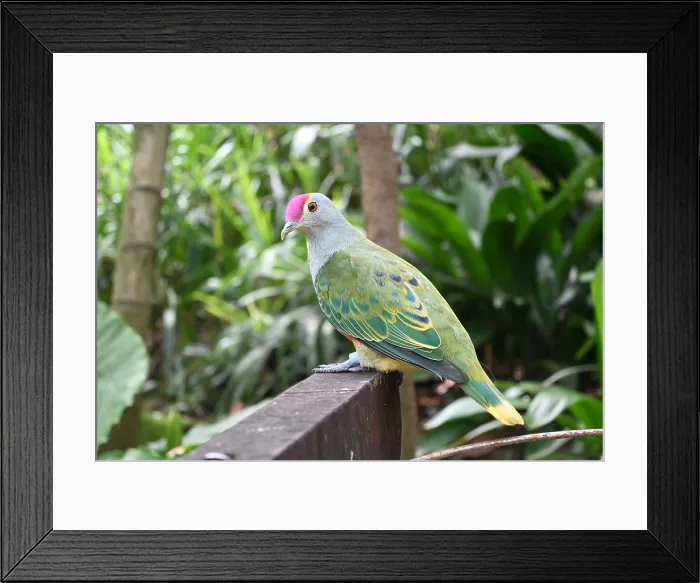 Framed Print : Fruit Dove at Tarronga Zoo, Singapore