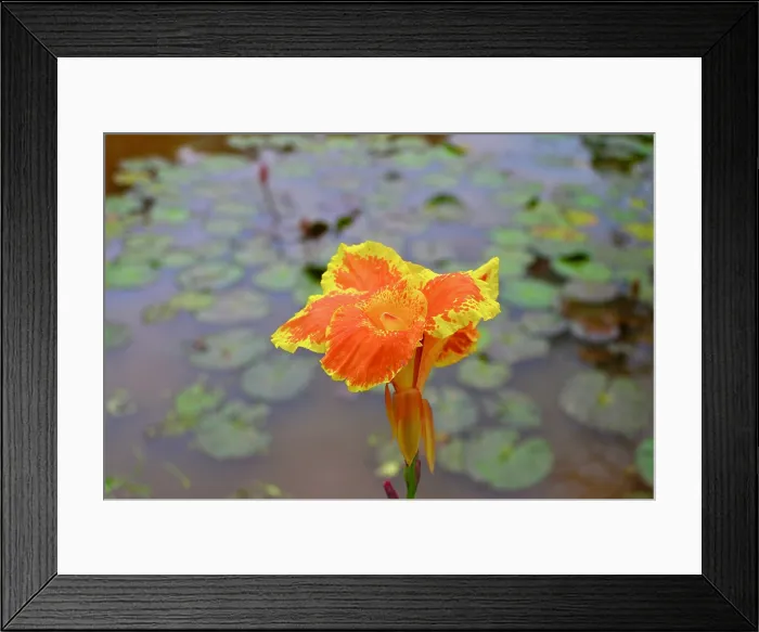 Framed Print : Iris and lily pads on lake, Vietnam Framed Print : Iris and lily pads on lake, Vietnam