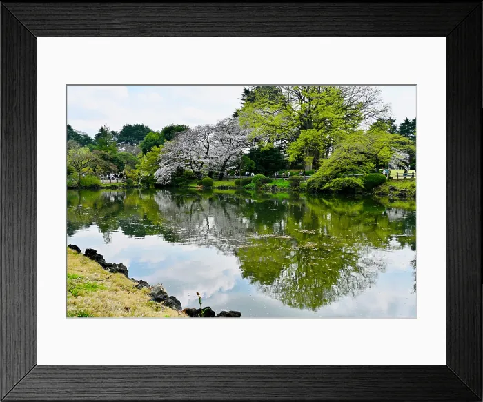 Framed Print : Lake and reflections in Shinjuku Gyoen National Garden, Japan Framed Print : Lake and reflections in Shinjuku Gyoen National Garden, Japan