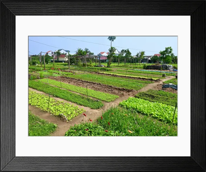 Framed Print : Tra Que Village herb garden, Japan Framed Print : Tra Que Village herb garden, Japan