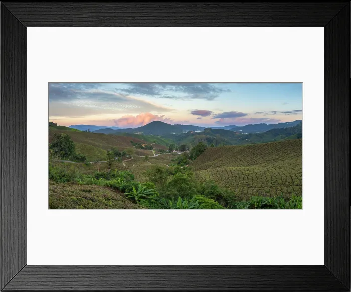 Framed Print : BOH Sungai Palas tea plantation at sunset, Cameron Highlands, Pahang, Malaysia Framed Print : BOH Sungai Palas tea plantation at sunset, Cameron Highlands, Pahang, Malaysia