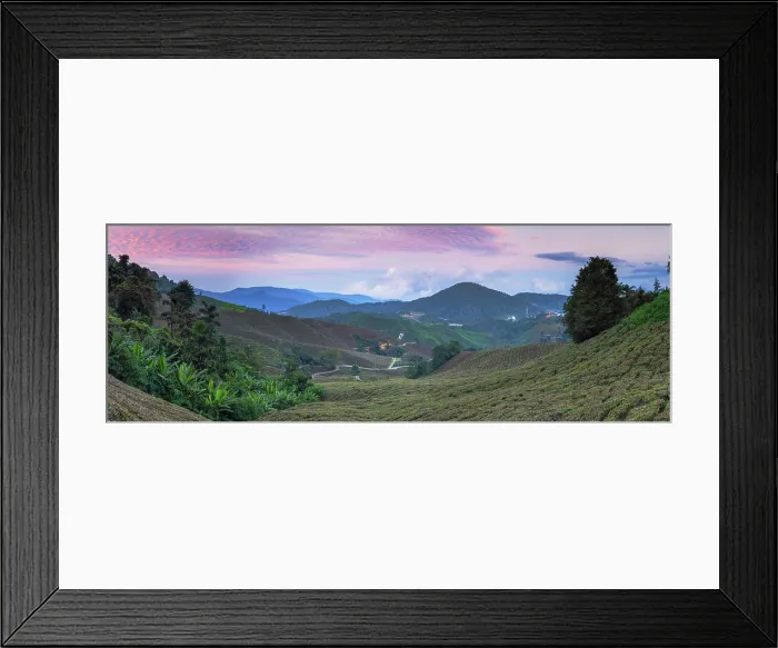 Framed Print : BOH Sungai Palas tea plantation at sunset, Cameron Highlands, Pahang, Malaysia Framed Print : BOH Sungai Palas tea plantation at sunset, Cameron Highlands, Pahang, Malaysia