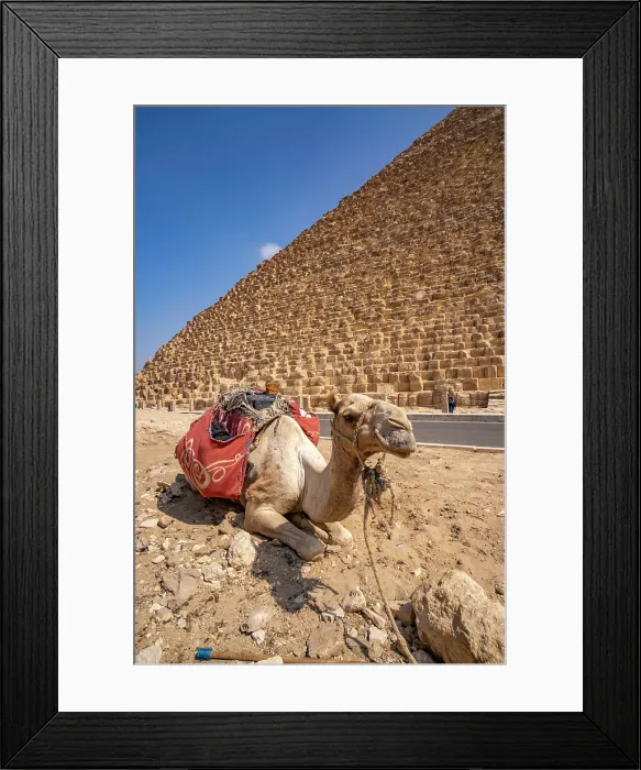 Framed Print : View of camel (Camelus) with the Great Pyramid of Giza in the background, Giza, Cairo, Egypt, Africa Framed Print : View of camel (Camelus) with the Great Pyramid of Giza in the background, Giza, Cairo, Egypt, Africa