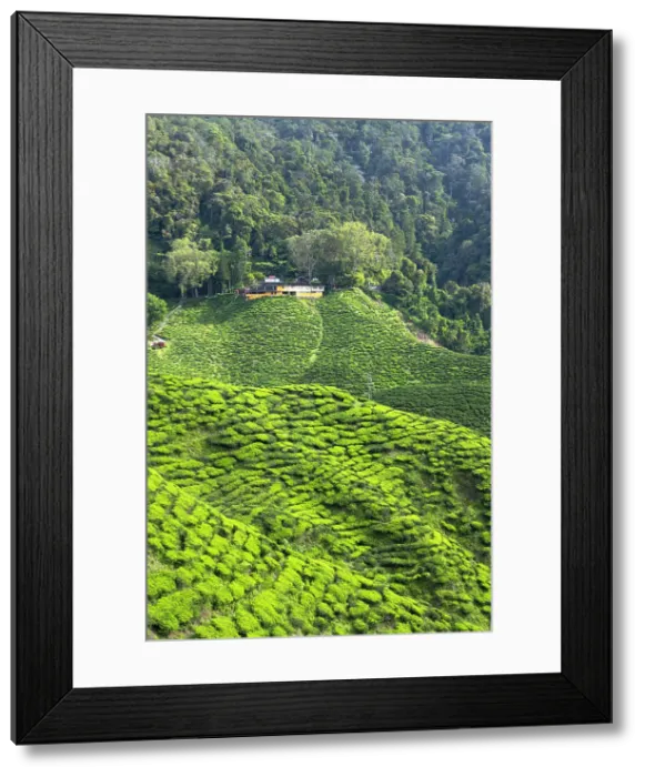 Framed Print : Cameron Valley tea plantation, Cameron Highlands, Pahang, Malaysia Framed Print : Cameron Valley tea plantation, Cameron Highlands, Pahang, Malaysia