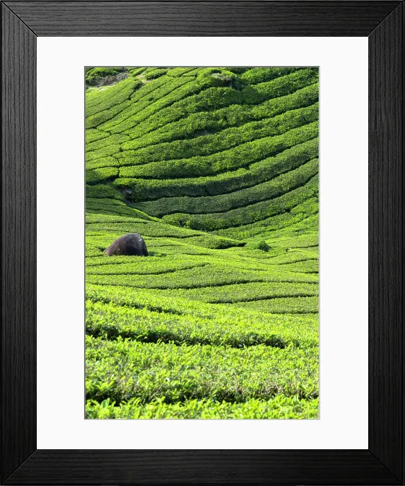 Framed Print : BOH Sungai Palas tea plantation, Cameron Highlands, Pahang, Malaysia
