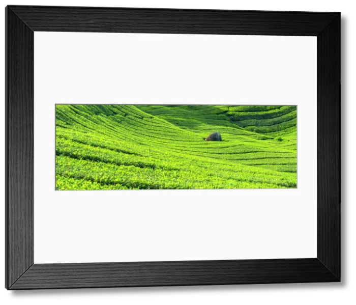 Framed Print : BOH Sungai Palas tea plantation, Cameron Highlands, Pahang, Malaysia Framed Print : BOH Sungai Palas tea plantation, Cameron Highlands, Pahang, Malaysia