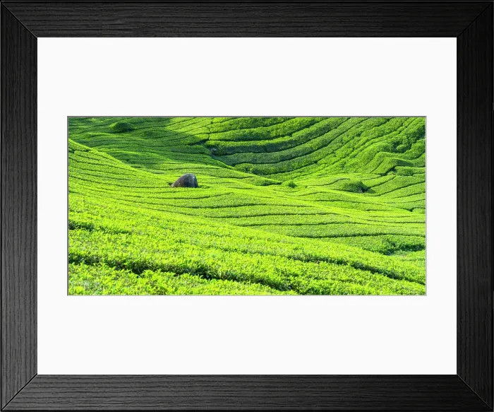 Framed Print : BOH Sungai Palas tea plantation, Cameron Highlands, Pahang, Malaysia