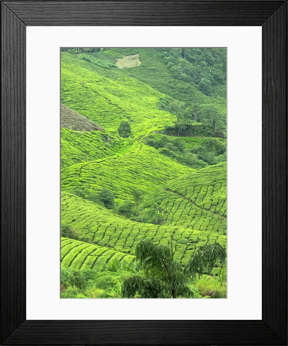 Framed Print : BOH Sungai Palas tea plantation, Cameron Highlands, Pahang, Malaysia Framed Print : BOH Sungai Palas tea plantation, Cameron Highlands, Pahang, Malaysia