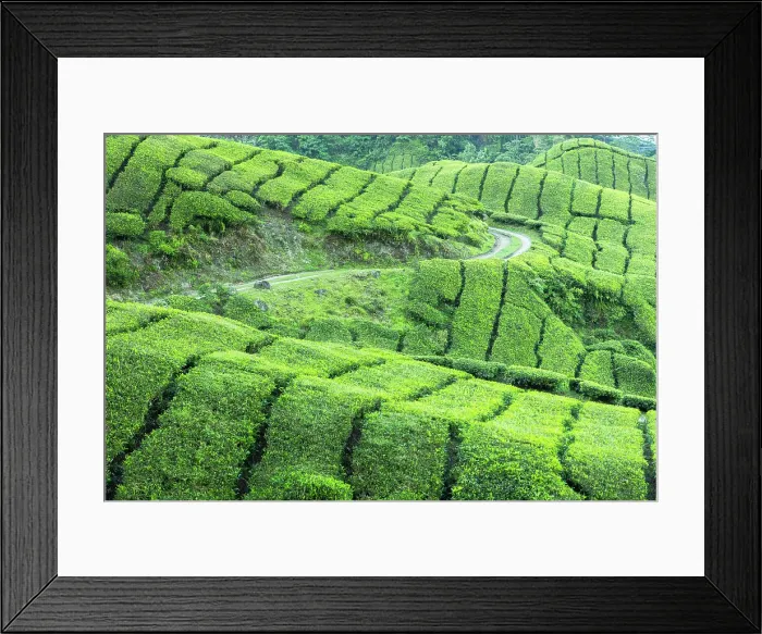 Framed Print : BOH Sungai Palas tea plantation, Cameron Highlands, Pahang, Malaysia