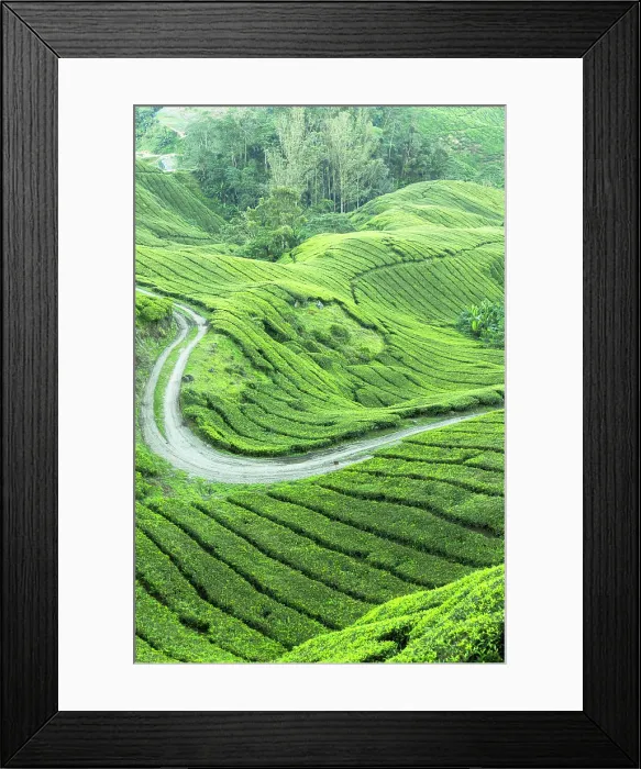 Framed Print : BOH Sungai Palas tea plantation, Cameron Highlands, Pahang, Malaysia Framed Print : BOH Sungai Palas tea plantation, Cameron Highlands, Pahang, Malaysia