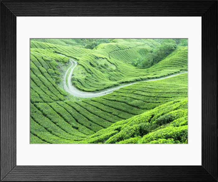Framed Print : BOH Sungai Palas tea plantation, Cameron Highlands, Pahang, Malaysia