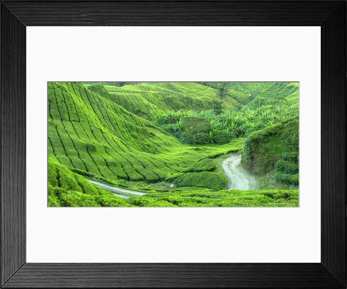 Framed Print : BOH Sungai Palas tea plantation, Cameron Highlands, Pahang, Malaysia Framed Print : BOH Sungai Palas tea plantation, Cameron Highlands, Pahang, Malaysia