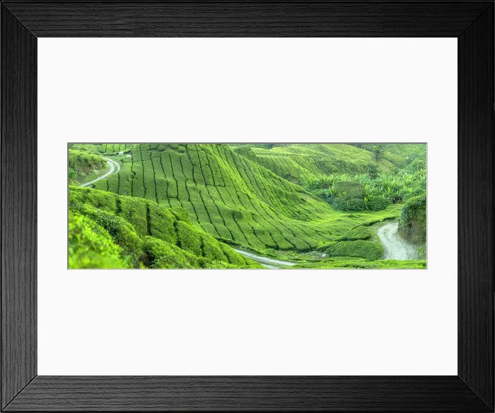 Framed Print : BOH Sungai Palas tea plantation, Cameron Highlands, Pahang, Malaysia