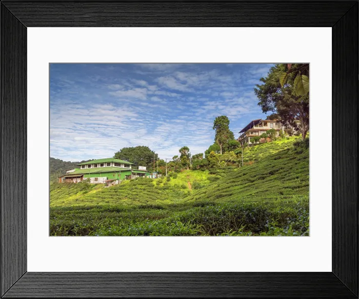 Framed Print : Cameron Valley tea plantation, Cameron Highlands, Pahang, Malaysia Framed Print : Cameron Valley tea plantation, Cameron Highlands, Pahang, Malaysia