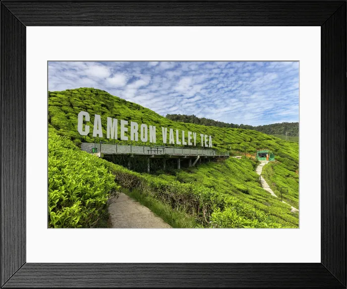 Framed Print : Cameron Valley tea plantation, Cameron Highlands, Pahang, Malaysia Framed Print : Cameron Valley tea plantation, Cameron Highlands, Pahang, Malaysia