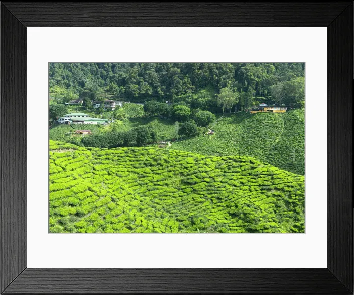 Framed Print : Cameron Valley tea plantation, Cameron Highlands, Pahang, Malaysia Framed Print : Cameron Valley tea plantation, Cameron Highlands, Pahang, Malaysia