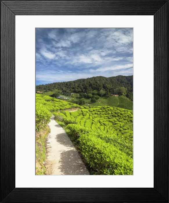 Framed Print : Cameron Valley tea plantation, Cameron Highlands, Pahang, Malaysia Framed Print : Cameron Valley tea plantation, Cameron Highlands, Pahang, Malaysia