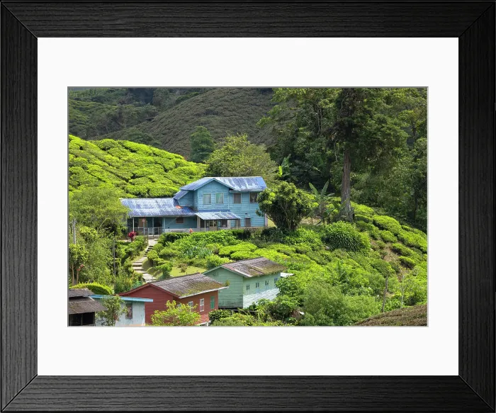 Framed Print : Buildings in BOH Sungai Palas tea plantation, Cameron Highlands, Pahang, Malaysia Framed Print : Buildings in BOH Sungai Palas tea plantation, Cameron Highlands, Pahang, Malaysia