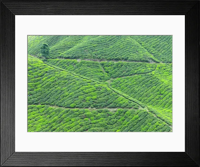 Framed Print : BOH Sungai Palas tea plantation, Cameron Highlands, Pahang, Malaysia Framed Print : BOH Sungai Palas tea plantation, Cameron Highlands, Pahang, Malaysia