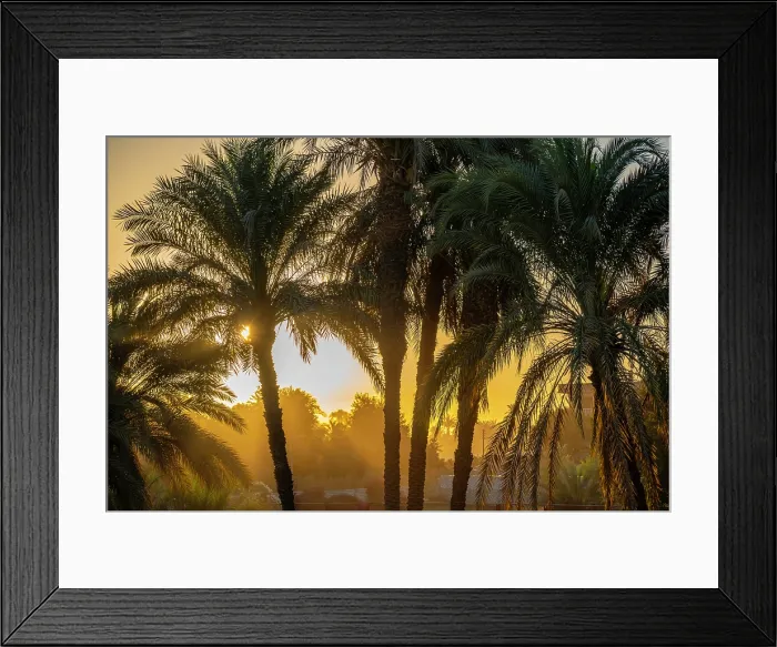 Framed Print : View of palm trees on the Nile River at dawn at Al Daba Eya near Luxor, Luxor, Egypt, Africa Framed Print : View of palm trees on the Nile River at dawn at Al Daba Eya near Luxor, Luxor, Egypt, Africa