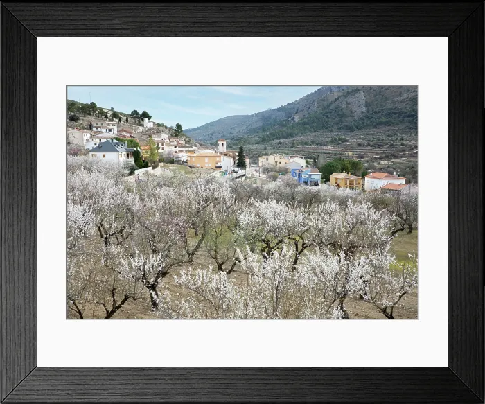 Framed Print : White almond blossom trees in orchard set below mountains, Fageca, Alicante Province, Valencia, Spain, Europe Framed Print : White almond blossom trees in orchard set below mountains, Fageca, Alicante Province, Valencia, Spain, Europe