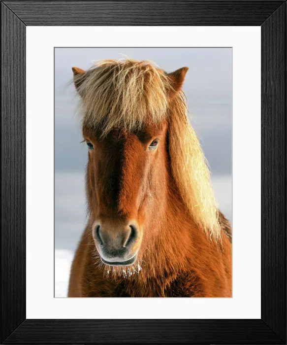 Framed Print : An Icelandic horse portrait in winter, Iceland, Polar Regions
