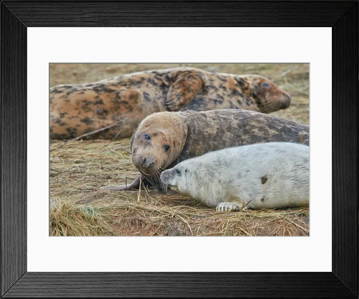 Framed Print : A young Grey Seal pup (Halichoerus grypus) on the shore with its mother in winter, at Donna Nook Nature Reserve, on the North Sea coast of Lincolnshire, Great Britain Framed Print : A young Grey Seal pup (Halichoerus grypus) on the shore with its mother in winter, at Donna Nook Nature Reserve, on the North Sea coast of Lincolnshire, Great Britain