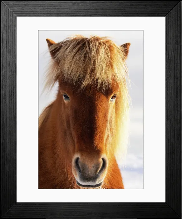 Framed Print : An Icelandic horse portrait in winter, Iceland, Polar Regions Framed Print : An Icelandic horse portrait in winter, Iceland, Polar Regions