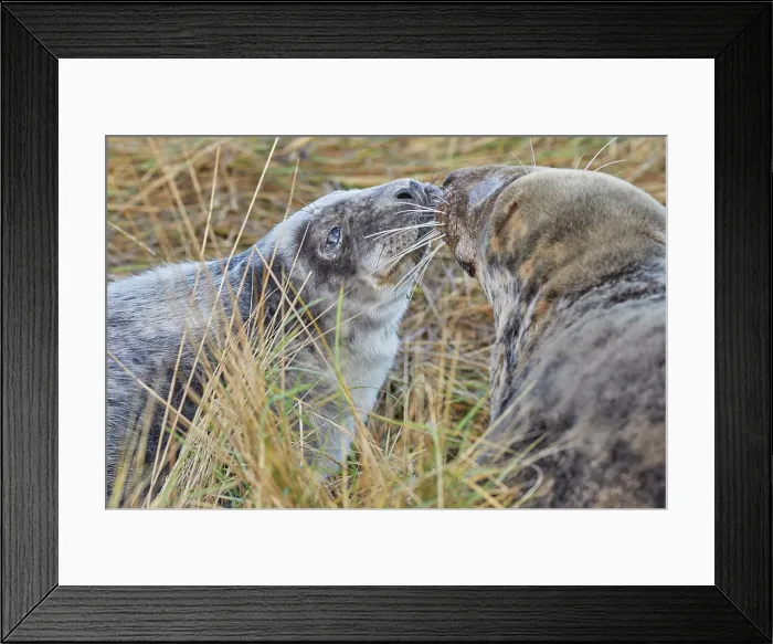 Framed Print : A young Grey Seal pup (Halichoerus grypus) on the shore with its mother in winter, at Donna Nook Nature Reserve, on the North Sea coast of Lincolnshire, Great Britain