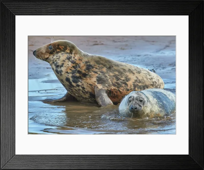 Framed Print : A young Grey Seal pup (Halichoerus grypus) on the shore with its mother in winter, at Donna Nook Nature Reserve, on the North Sea coast of Lincolnshire, Great Britain Framed Print : A young Grey Seal pup (Halichoerus grypus) on the shore with its mother in winter, at Donna Nook Nature Reserve, on the North Sea coast of Lincolnshire, Great Britain