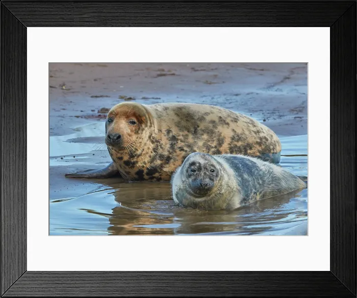 Framed Print : A young Grey Seal pup (Halichoerus grypus) on the shore with its mother in winter, at Donna Nook Nature Reserve, on the North Sea coast of Lincolnshire, Great Britain Framed Print : A young Grey Seal pup (Halichoerus grypus) on the shore with its mother in winter, at Donna Nook Nature Reserve, on the North Sea coast of Lincolnshire, Great Britain