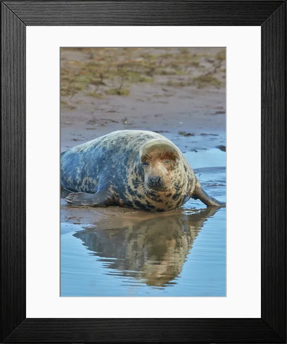 Framed Print : A female Grey Seal (Halichoerus grypus) on the shore in winter, at Donna Nook Nature Reserve, on the North Sea coast of Lincolnshire, Great Britain Framed Print : A female Grey Seal (Halichoerus grypus) on the shore in winter, at Donna Nook Nature Reserve, on the North Sea coast of Lincolnshire, Great Britain