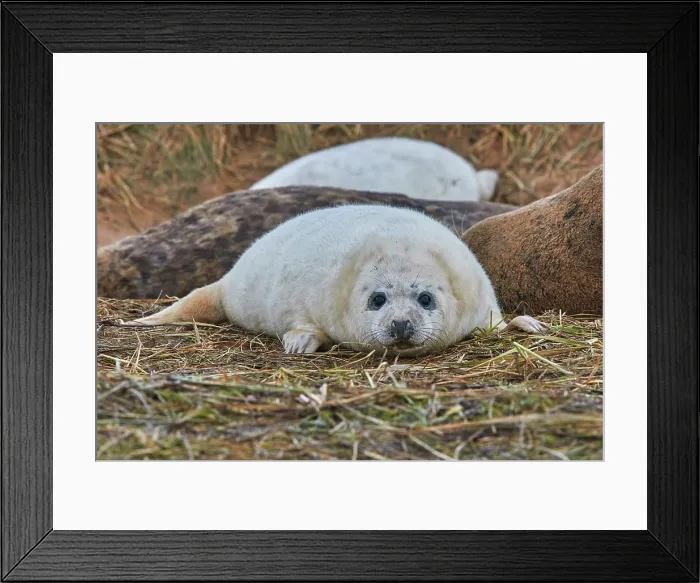 Framed Print : A young Grey Seal pup (Halichoerus grypus) on the shore in winter, at Donna Nook Nature Reserve, on the North Sea coast of Lincolnshire, Great Britain Framed Print : A young Grey Seal pup (Halichoerus grypus) on the shore in winter, at Donna Nook Nature Reserve, on the North Sea coast of Lincolnshire, Great Britain