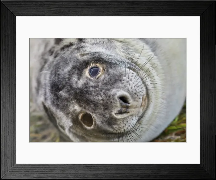 Framed Print : A young Grey Seal pup (Halichoerus grypus) on the shore in winter, at Donna Nook Nature Reserve, on the North Sea coast of Lincolnshire, Great Britain Framed Print : A young Grey Seal pup (Halichoerus grypus) on the shore in winter, at Donna Nook Nature Reserve, on the North Sea coast of Lincolnshire, Great Britain
