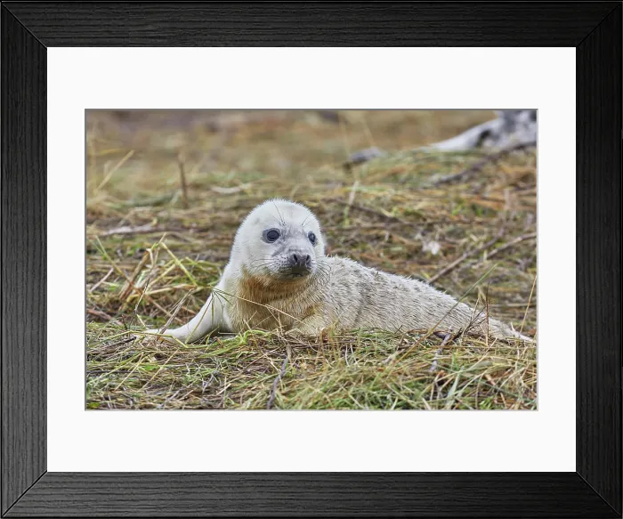 Framed Print : A newborn Grey Seal pup (Halichoerus grypus) on the shore in winter, at Donna Nook Nature Reserve, on the North Sea coast of Lincolnshire, Great Britain Framed Print : A newborn Grey Seal pup (Halichoerus grypus) on the shore in winter, at Donna Nook Nature Reserve, on the North Sea coast of Lincolnshire, Great Britain