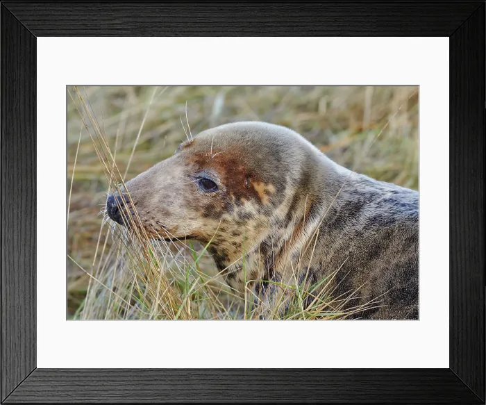 Framed Print : A female Grey Seal (Halichoerus grypus) on the shore in winter, at Donna Nook Nature Reserve, on the North Sea coast of Lincolnshire, Great Britain Framed Print : A female Grey Seal (Halichoerus grypus) on the shore in winter, at Donna Nook Nature Reserve, on the North Sea coast of Lincolnshire, Great Britain