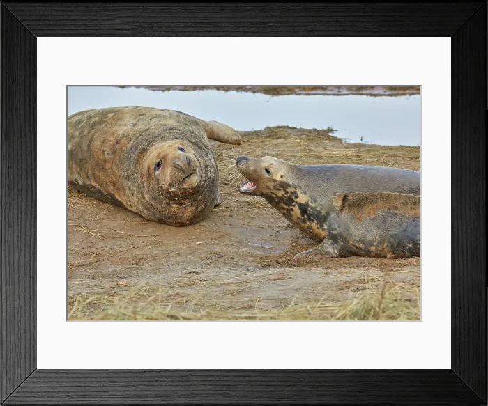 Framed Print : Male and female (on right) Grey Seals (Halichoerus grypus) fighting on the shore, in winter, at Donna Nook Nature Reserve, on the North Sea coast of Lincolnshire, Great Britain Framed Print : Male and female (on right) Grey Seals (Halichoerus grypus) fighting on the shore, in winter, at Donna Nook Nature Reserve, on the North Sea coast of Lincolnshire, Great Britain