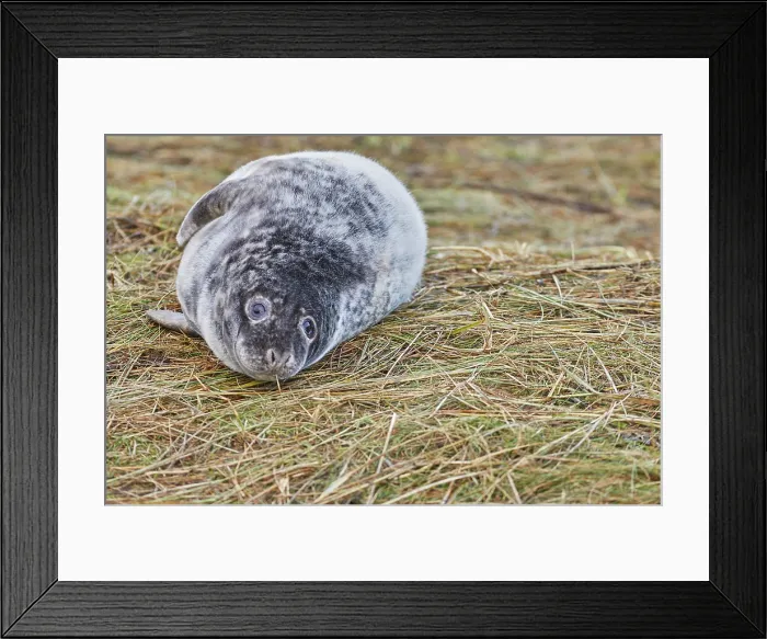 Framed Print : A young Grey Seal pup (Halichoerus grypus) on the shore in winter, at Donna Nook Nature Reserve, on the North Sea coast of Lincolnshire, Great Britain Framed Print : A young Grey Seal pup (Halichoerus grypus) on the shore in winter, at Donna Nook Nature Reserve, on the North Sea coast of Lincolnshire, Great Britain