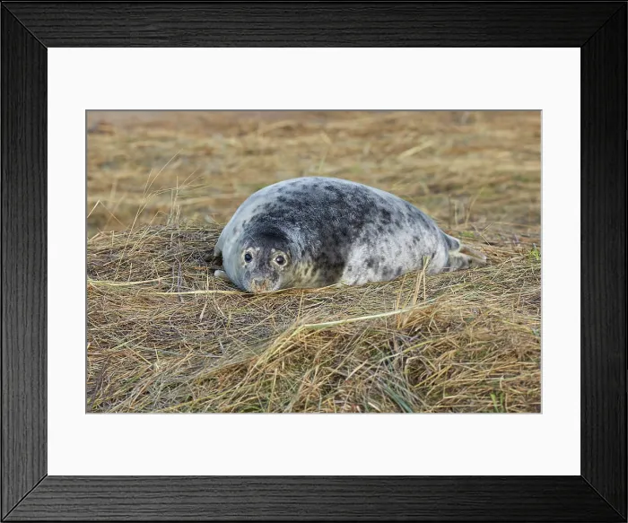 Framed Print : A young Grey Seal pup (Halichoerus grypus) on the shore in winter, at Donna Nook Nature Reserve, on the North Sea coast of Lincolnshire, Great Britain Framed Print : A young Grey Seal pup (Halichoerus grypus) on the shore in winter, at Donna Nook Nature Reserve, on the North Sea coast of Lincolnshire, Great Britain