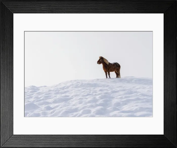 Framed Print : An Icelandic horse standing on a snow covered hill in winter, Iceland, Polar Regions Framed Print : An Icelandic horse standing on a snow covered hill in winter, Iceland, Polar Regions