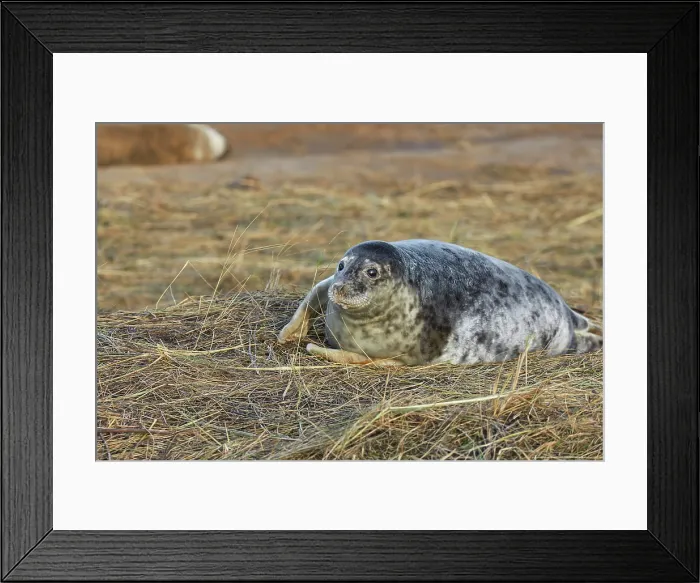 Framed Print : A young Grey Seal pup (Halichoerus grypus) on the shore in winter, at Donna Nook Nature Reserve, on the North Sea coast of Lincolnshire, Great Britain Framed Print : A young Grey Seal pup (Halichoerus grypus) on the shore in winter, at Donna Nook Nature Reserve, on the North Sea coast of Lincolnshire, Great Britain
